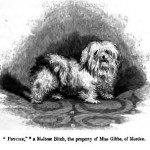 Malteser Hund Zeichnung von 1859.