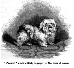 Malteser Hund Zeichnung von 1859.