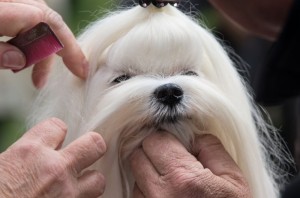 Malteser Hund Fell - Fellpflege