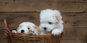 Malteser Hunde