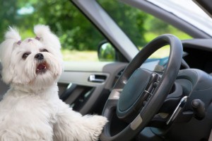 Malteser im Auto