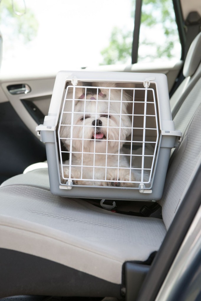 Malteser im Auto Hundebox