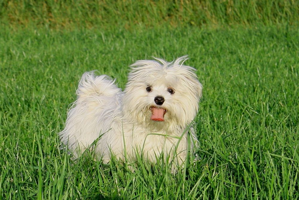 malteser-stubenrein - Malteser Welpen kaufen. Malteser Hunde