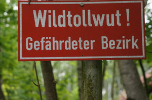 Tollwut beim Malteser Hund ist selten