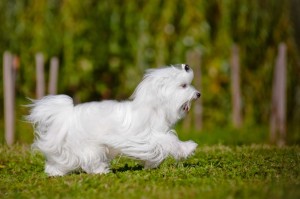 Suchen Sie Ihren Hund täglich, am besten nach jedem Spaziergang, auf Zecken ab