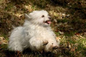 Malteser Hund Kaufen: Spaziergänge