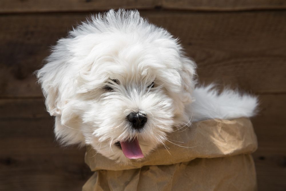 malteser hund bilder