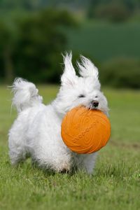 Malteser Beschäftigung Frisbee