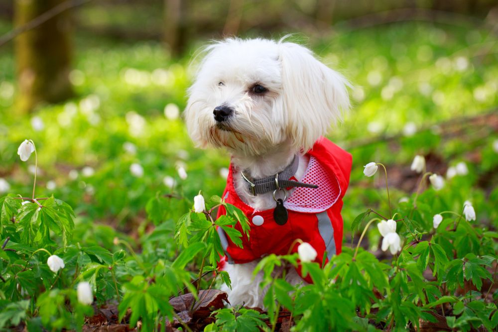 Ist ein Malteser der richtige Hund für mich? 19 Fakten über Malteser! 