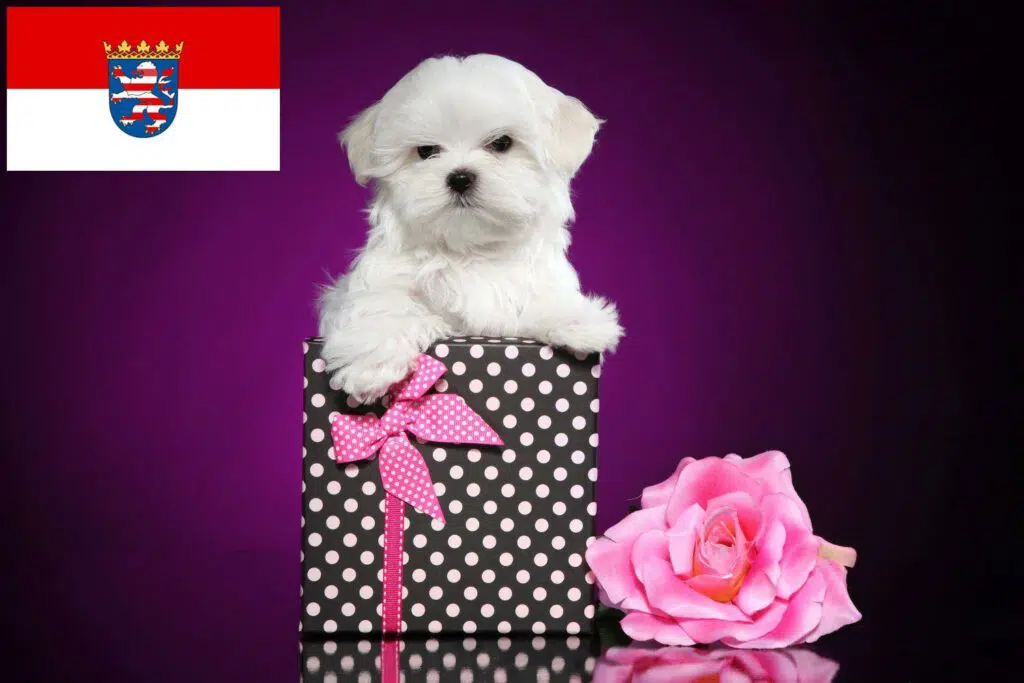Malteser Züchter mit Welpen Hessen