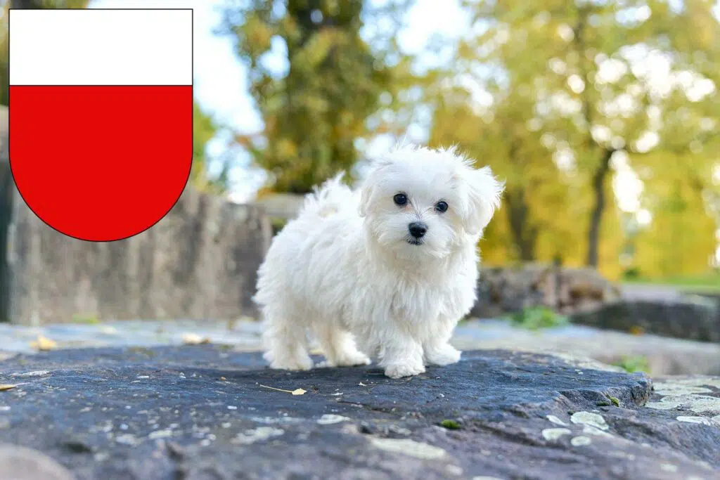 Malteser Züchter mit Welpen Lausanne, Schweiz