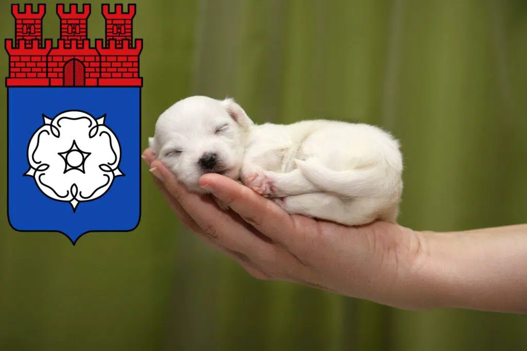 Malteser Züchter mit Welpen Ottweiler, Saarland