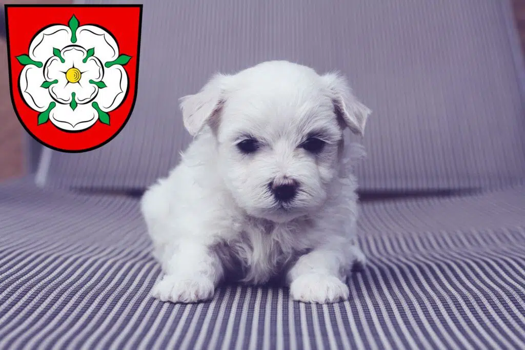 Malteser Züchter mit Welpen Rosenheim, Bayern