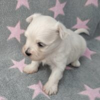 Malteser Welpen