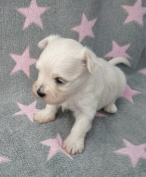 Malteser Welpen