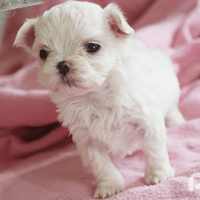 Malteserwelpen mit Ahnentafel