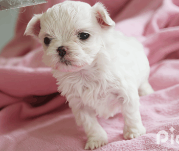 Malteserwelpen mit Ahnentafel