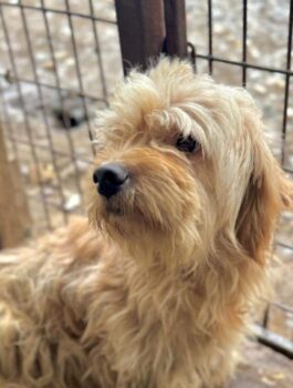 WATSON (♂) Rüde geb. 2023/2024 Größe: ca. 30cm Verfilztes Fell (09/25)