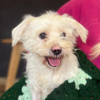 TEDDY – unser kleiner Sonnenschein sucht ein Zuhause