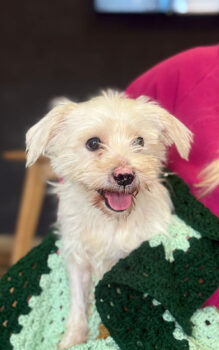 TEDDY – unser kleiner Sonnenschein sucht ein Zuhause