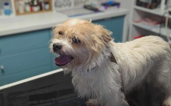 WOLKE - ca. 35 cm - Rüde