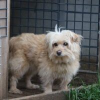 Pukute • Weibchen • geb.ca. 2016-2018 • 30cm • 8kg