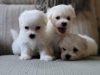 Malteser welpen suchen liebvolle zuhause!!!
