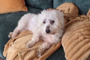 Sunny - liebevoller Sonnenschein