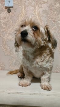 KESSY - ca. 3 Jahre alt, ca. 25-30 cm, 6 kg