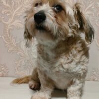 KESSY - ca. 3 Jahre alt, ca. 25-30 cm, 6 kg