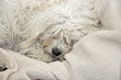 a malteser sleeping on a sheep wool blanket
