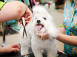 Maltese dog haircut at the beauty salon for animals
