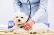 Veterinary medicine to the puppy of the Maltese