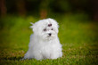 adorable maltese puppy