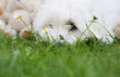 Kleiner weiser Hund: Coton de Tuléar als Hintergrund
