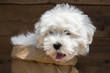 Kleines süßes Hunde Baby: Coton de Tulear