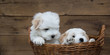 Kleine drollige Hunde Welpen als Holz Hintergrund