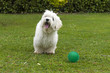 cane gioca con palla, razza maltese